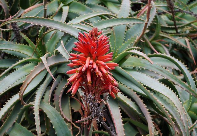 Aloe arborescens : utilisations médicinales.